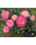 Hybrid tea rose Kordes Jubilee